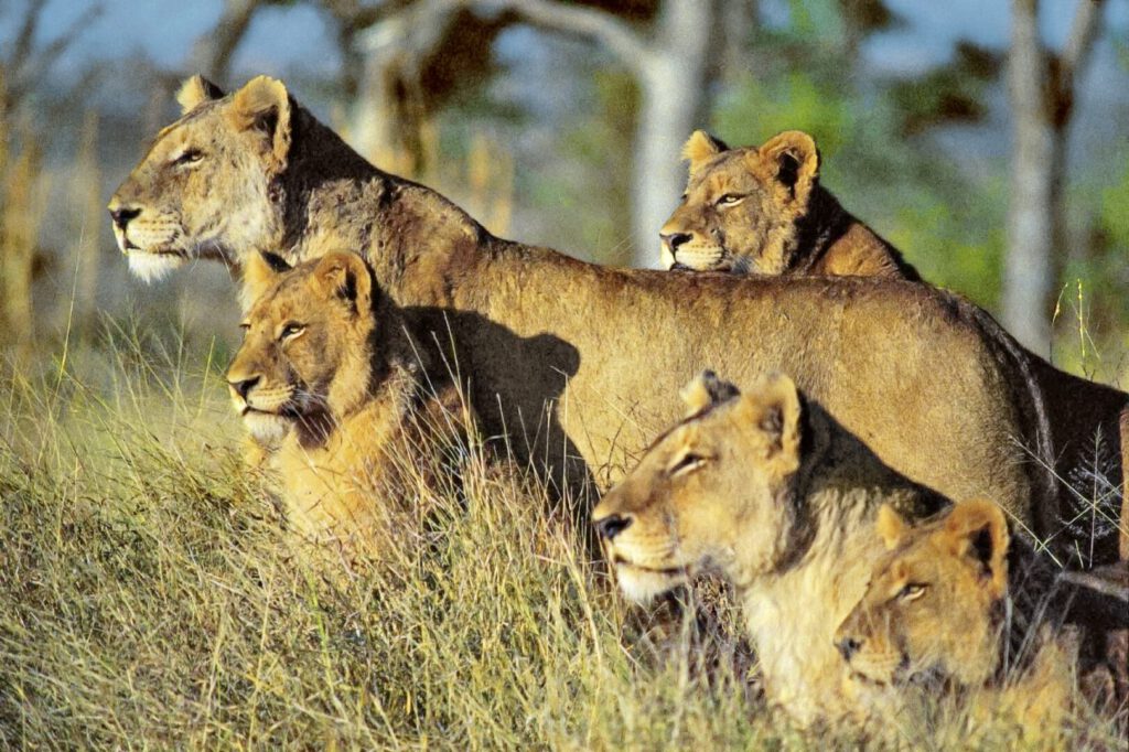 Löwen im Krüger-Nationalpark, Südafrika